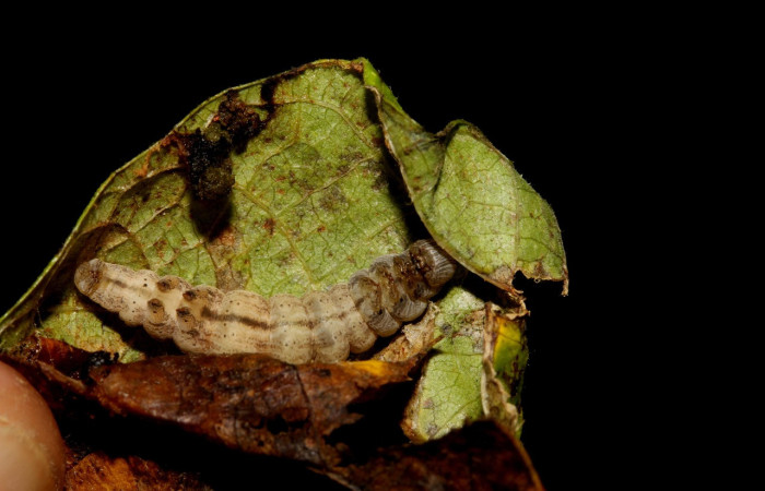 Figura 6. Prepupa de <i>Ptichodis immunis</i> (Erebidae), mostrando parte dorsal, localidad Sector Rincon Rain Forest  ACG (408m). Voucher: 19-SRNP-26758-DHJ761393.jpg.