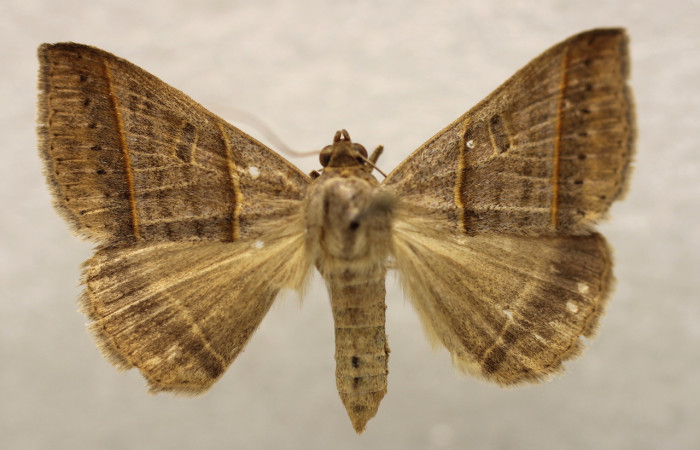Figura 1. Adulto <i>Ptichodis immunis</i> (Erebidae), macho vista ventral localidad , Sector Rincon Rain Forest  ACG (408m). Voucher: 19-SRNP-26758-DHJ951274.jpg.