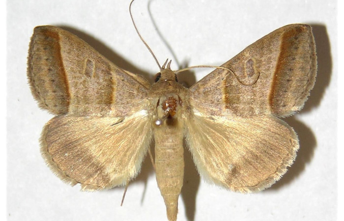 Figura 10. Adulto de <i>Ptichodis immunis</i> (Erebidae), macho vista dorsal, localidad Tanquetas, Sector Santa Rosa ACG (295m). Voucher: 92-SRNP-2391-DHJ317728.jpg.