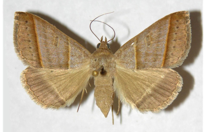 Figura 12. Adulto de <i>Ptichodis immunis</i> (Erebidae), hembra vista dorsal, localidad Cerco Piedra, Sector Santa Rosa ACG (285m). Voucher:93-SRNP-1070-DHJ317730.jpg.