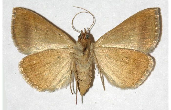 Figura 13. Adulto de <i>Ptichodis immunis</i> (Erebidae), hembra vista ventral, localidad Cerco Piedra, Sector Santa Rosa ACG (285m). Voucher: 93-SRNP-1070-DHJ317731.jpg.