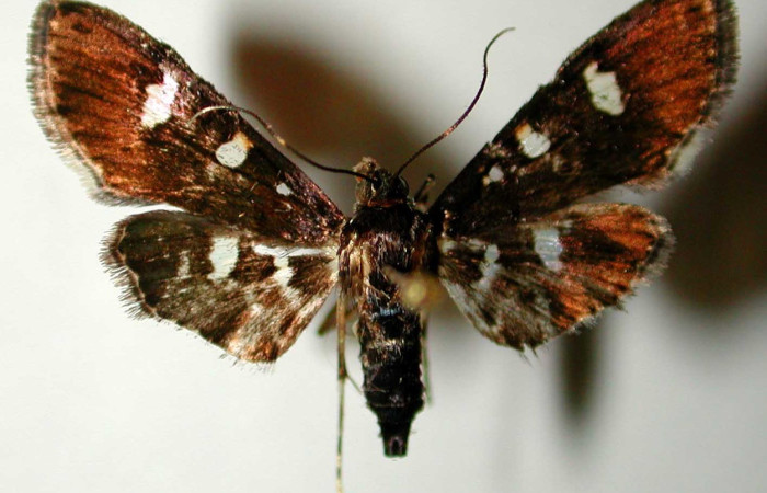 Fig. 17 Vista dorsal de adulto hembra de <i>Desmia benealis</i>, con una envergadura de alas de apenas 22 mm. Voucher: 00-SRNP-10053-DHJ33502.