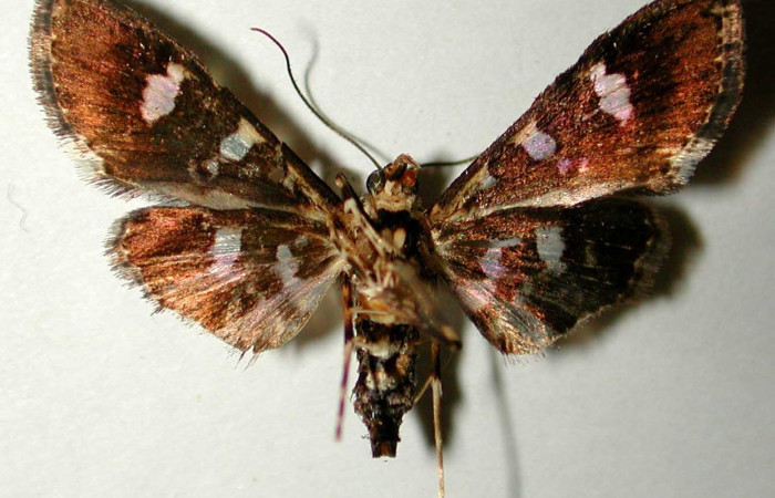 Fig. 18. Vista ventral de adulto hembra de <i>Desmia benealis</i>, con una coloración a la vista apreciable. Voucher: 00-SRNP-10053-DHJ33503.