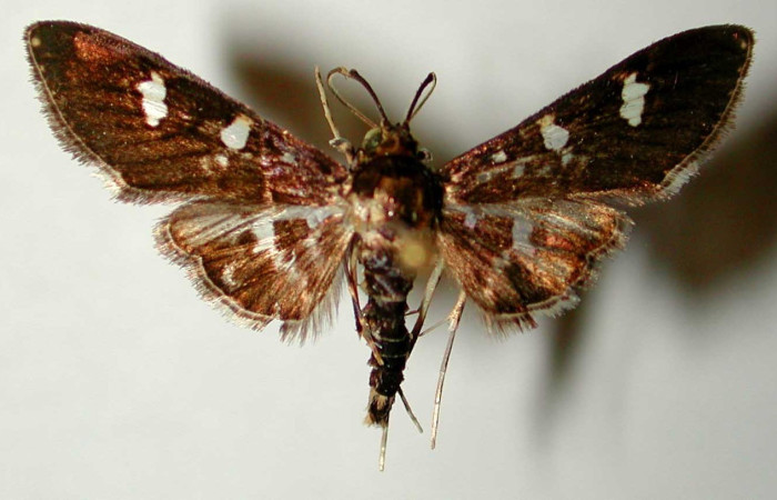 Fig. 19. Vista dorsal de adulto macho de <i>Desmia benealis</i>, con una coloración a la vista apreciable. Voucher: 00-SRNP-10055-DHJ33500.