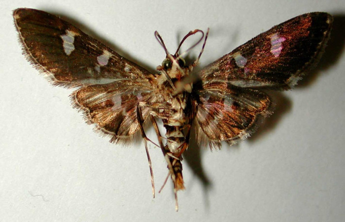 Fig. 20. Vista ventral de adulto macho de <i>Desmia benealis</i>, con una coloración a la vista apreciable. Voucher: 00-SRNP-10055-DHJ33501.