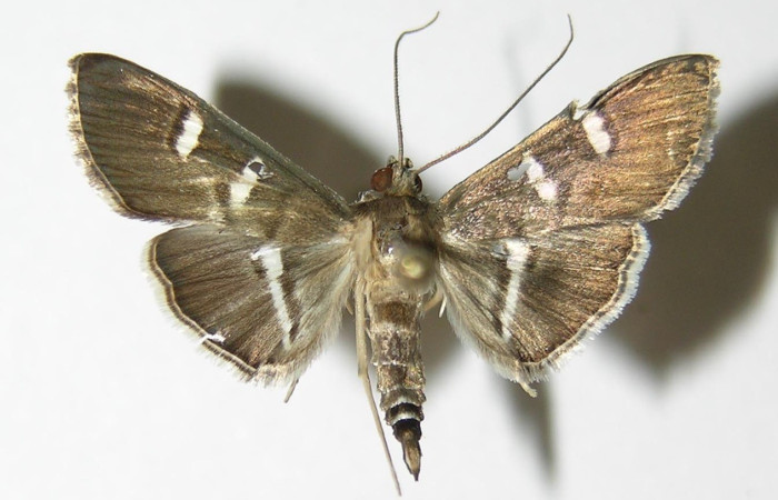 Fig. 25. Vista dorsal de adulto de <i>Desmia</i> benealisDHJ03. Voucher: 04-SRNP-25241-DHJ336474.