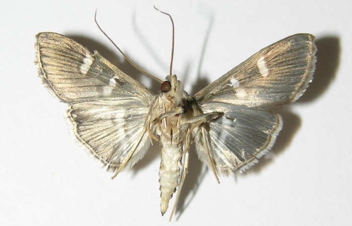 Fig. 26. Vista dorsal de adulto de <i>Desmia</i> benealisDHJ03. Voucher: 04-SRNP-25241-DHJ336475.