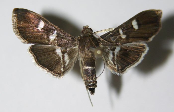 Fig. 27. Vista dorsal de adulto de <i>Desmia</i> benealisDHJ03 con una coloración discreta con ventanas blancas. Voucher: 04-SRNP-25242-DHJ336392.