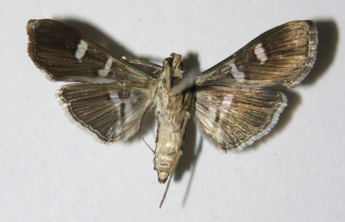 Fig. 28. Vista ventral de adulto de <i>Desmia</i> benealisDHJ03. Voucher: 04-SRNP-25242-DHJ336393.