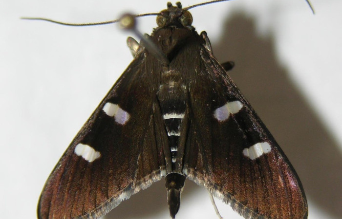 Fig. 21. Vista dorsal de adulto de <i>Desmia</i> benealisDHJ02. Voucher: 04-SRNP-26204-DHJ345648.