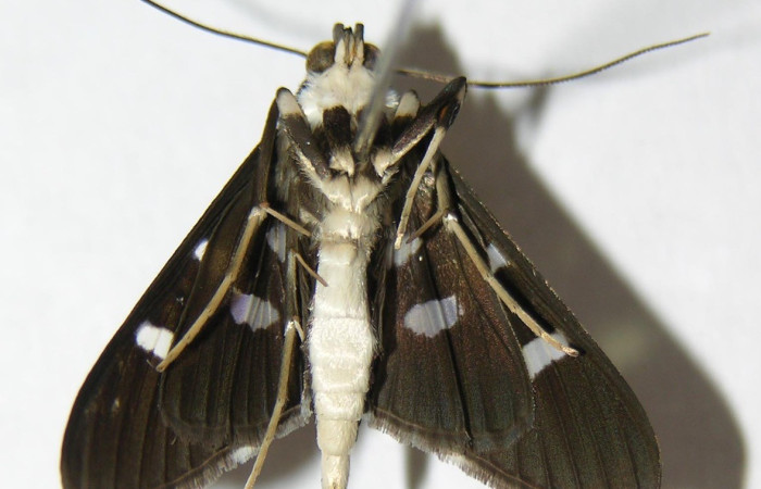 Fig. 22. Vista ventral de adulto de <i>Desmia</i> benealisDHJ02. Voucher: 04-SRNP-26204-DHJ345649.