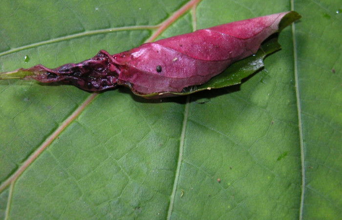 Fig. 9. Vista de refugio de <i>Desmia</i> benealisDHJ02. Voucher: 04-SRNP-56085-DHJ402169.jpg