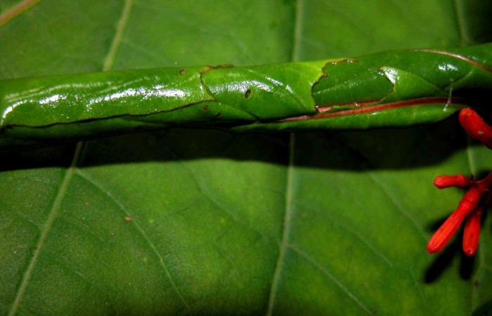 Fig. 3. Vista del refugio de larva <i>Desmia</i> benealisDHJ01 (Crambidae), el cual lo utilizan para protegerse de los depredadores. Voucher: 04-SRNP-56093-DHJ402186.jpg.