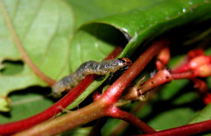Fig. 4. Larva de <i>Desmia</i> benealisDHJ01, en planta <i>Hamelia patens</i>, (Rubiaceae). Voucher: 04-SRNP-56093-DHJ402187.jpg.