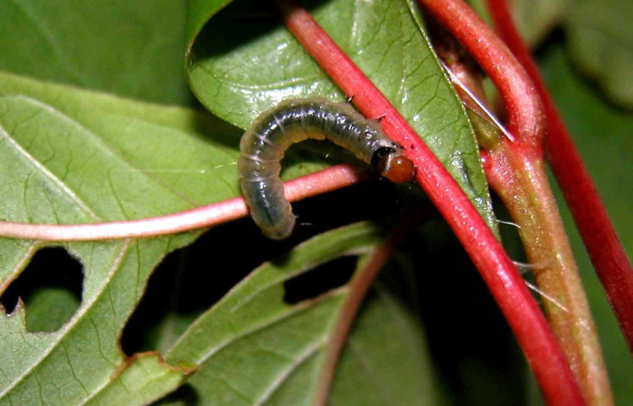 Fig. 5. Larva de <i>Desmia</i> benealisDHJ01, vista dorsal, en planta <i>Hamelia patens</i>, (Rubiaceae). Voucher: 04-SRNP-56093-DHJ402189.jpg.