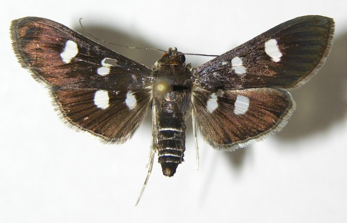 Fig. 23. Vista dorsal de adulto de <i>Desmia</i> benealisDHJ02 con una coloración discreta. Voucher: 04-SRNP-60662-DHJ345776.