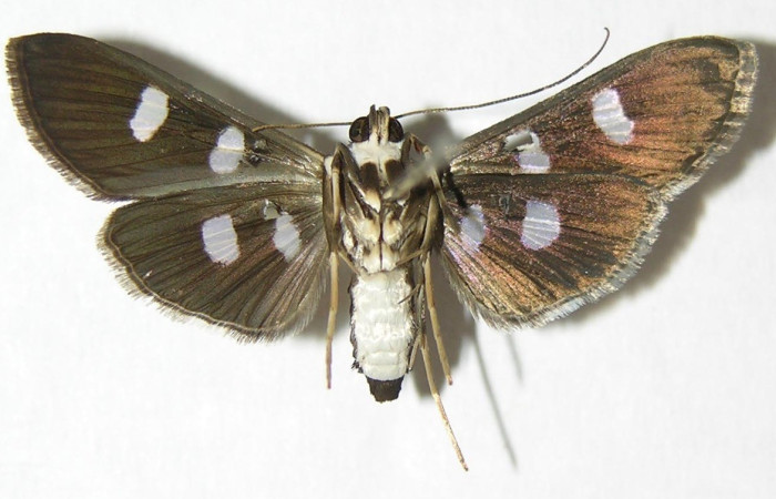 Fig. 24. Vista dorsal de adulto de <i>Desmia</i> benealisDHJ02. Voucher: 04-SRNP-60662-DHJ345777.