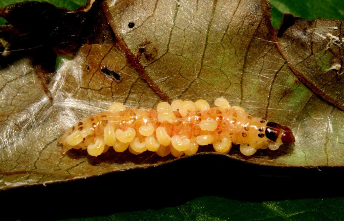 Fig. 12. Vista de una larva de <i>Desmia</i> benealisDHJ01 depredada por larvas Apanteles Whitfield97de la familia (Braconidae). Voucher: 10-SRNP-42843-DHJ473091.jpg