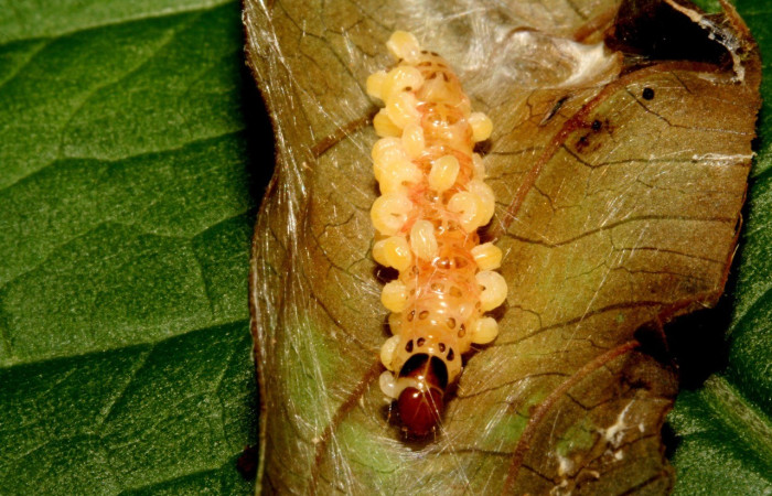Fig. 13. Vista de una larva de <i>Desmia</i> benealisDHJ01 depredada por larvas <i>Apanteles</i> Whitfield97de la familia (Braconidae) de la subfamilia (Microgastrinae). Voucher: 10-SRNP-42843-DHJ473093.jpg.