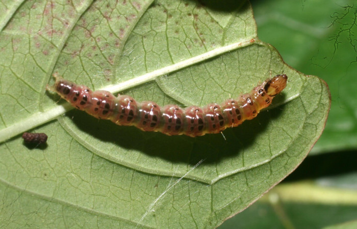 Fig. 11. Vista dorsal de larva de Desmia benealisDHJ02, en último estadio en planta hospedera Hamelia patens. Voucher: 10-SRNP-56714-DHJ479028.jpg.
