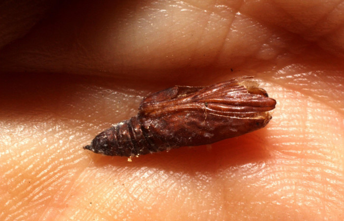 Fig. 16. Vista de pupa de <i>Desmia</i> benealisDHJ01, de la cual salió un parásito ichJanzen01 Janzen01de la familia (Ichneumonidae) (avispa). Voucher: 12-SRNP-1141-DHJ800959.jpg.