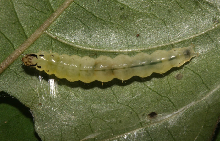 Fig. 6. Larva de <i>Desmia</i> benealisDHJ01, en último estadio vista dorsal. Voucher: 14-SRNP-30853-DHJ721006.jpg.
