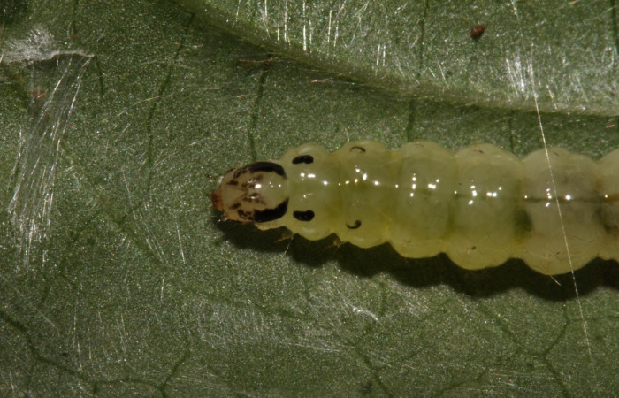 Fig. 7. Larva de <i>Desmia</i> benealisDHJ01, en último estadio vista dorsal, tórax y de la cabeza. Voucher: 14-SRNP-30853-DHJ721007.