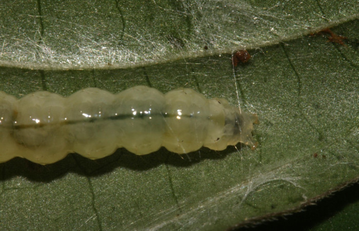 Fig. 8. Larva de <i>Desmia</i> benealisDHJ01, en último estadio vista dorsal, y del estremo trasero. Voucher: 14-SRNP-30853-DHJ721008.jpg.