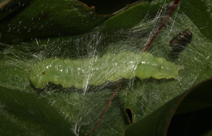 Fig. 15. Larva de <i>Desmia</i> benealisDHJ01, haciendo un capullo de seda para empezar su proceso de prepupa. Voucher: 14-SRNP-30858-DHJ721011.jpg.