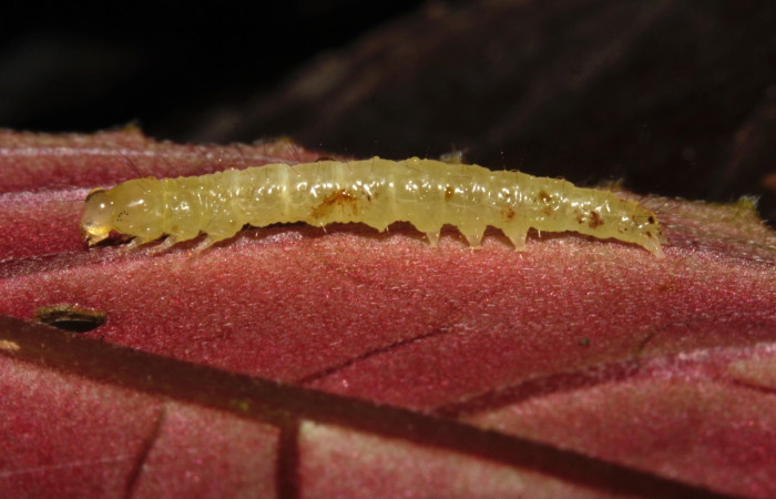 Fig. 1. Vista lateral de larva de <i>Desmia benealis</i>, (Crambidae). En planta hospedera <i>Drymonia serrulata</i> (Gesneriaceae). Voucher: 22-SRNP-30824-DHJ788478.jpg