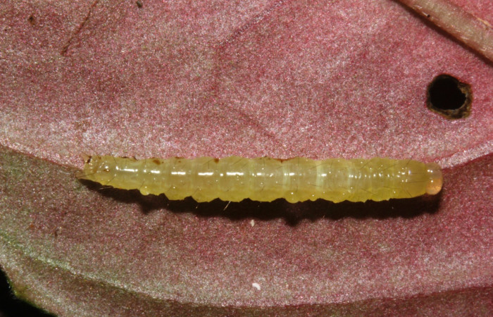 Fig. 2. Vista dorsal de <i>Desmia benealis</i>, (Crambidae), en planta hospedera. Voucher: 22-SRNP-30824-DHJ788479.jpg.