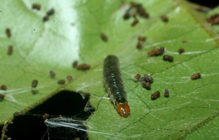 Figura 6. Larva <i>Megalota spinulosa</i> (Tortricidae). Posición dorsal en la hoja de la planta <i>Croton schiedeanus</i> (Euphorbiaceae). 09-SRNP-71954-DHJ465350.jpg.