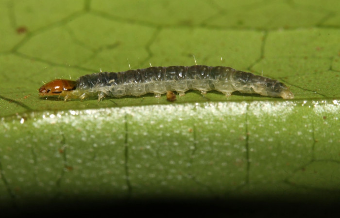Figura 2. Larva <i>Megalota spinulosa</i> (Tortricidae). Posición lateral en la hoja de la planta <i>Croton schiedeanus</i> (Euphorbiaceae). 13-SRNP-31539-DHJ701837.jpg.