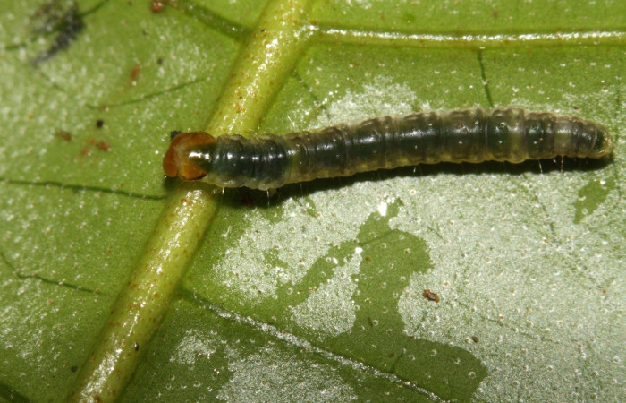 Figura 3. Larva <i>Megalota spinulosa</i> (Tortricidae). Posición dorsal en la hoja de la planta <i>Croton schiedeanus</i> (Euphorbiaceae). 13-SRNP-31539-DHJ701838.jpg.