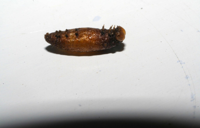 Figura 17. Detalle de parásito <i>Macrostomion</i> ScottShaw01, <i>Syngria</i> druidariaDHJ02 (Uraniidae). (05-SRNP-33096-DHJ415466).