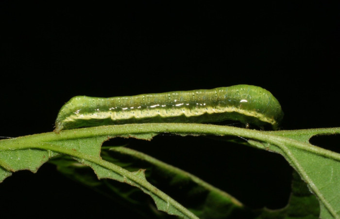 Figura 3. Detalle de alimentación <i>Syngria druidaria</i> (Uraniidae. (05-SRNP-34598-DHJ424354).