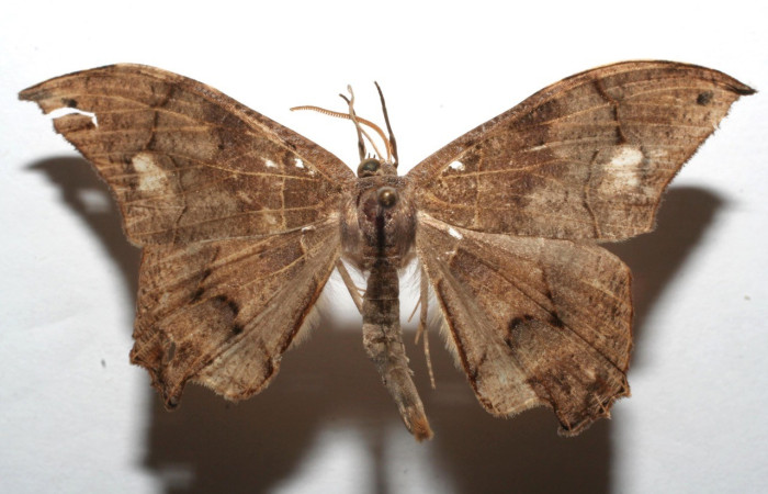 Figura 20. Adulto de (ventral), <i>Syngria</i> druidariaDHJ01 (Uraniidae). (06-SRNP-102042-DHJ602042).