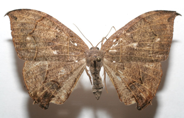 Figura 21. Adulto de(ventral), <i>Syngria</i> druidariaDHJ02 (Uraniidae). (06-SRNP-105055-DHJ605055).