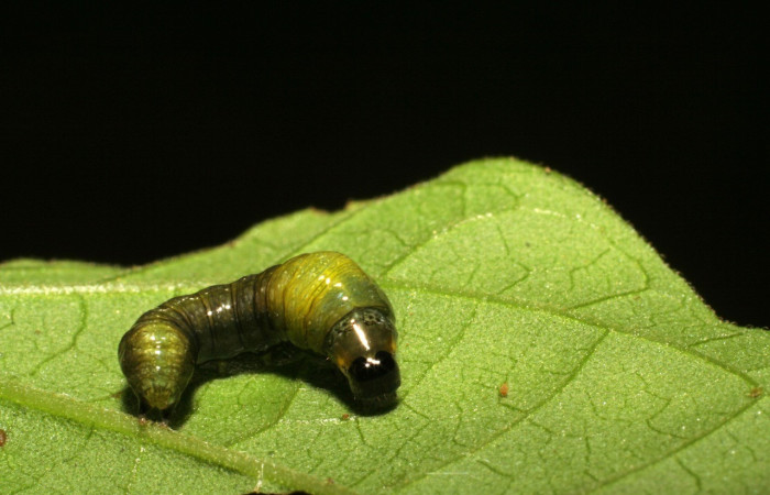 Figura 4. Detalle de cabeza, <i>Syngria druidaria</i> (Uraniidae).(06-SRNP-30333-DHJ409853).