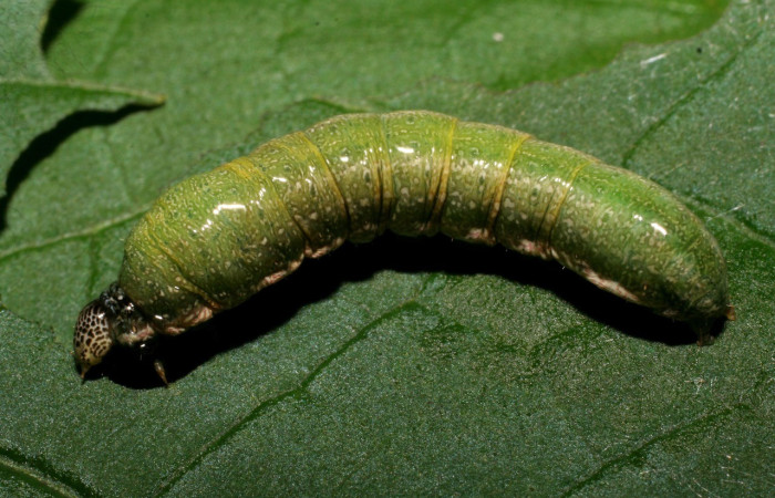 Figura 15. Detalle dorsal, Syngria druidariaDHJ02 (Uraniidae). (07-SRNP-23355-DHJ426739).   	 Figura 16. Detalle lateral, Syngria druidariaDHJ02 (Uraniidae). (07-SRNP-23355-DHJ426741).  Figura 16. Detalle lateral, <i>Syngria</i> druidariaDHJ02 (Uraniidae). (07-SRNP-23355-DHJ426741).