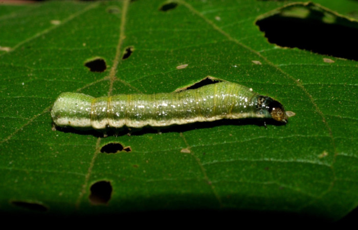 Figura 10. Detalle lateral, <i>Syngria</i> druidariaDHJ01 (Uraniidae). (07-SRNP-58199-DHJ428647).