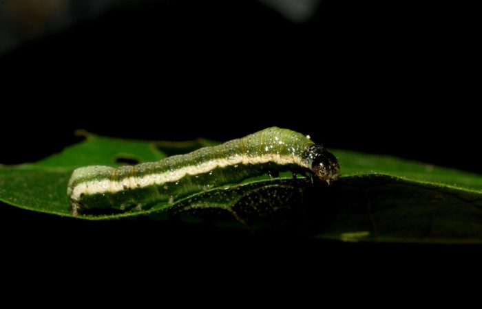 Figura 11. Detalle lateral, <i>Syngria</i> druidariaDHJ01 (Uraniidae). (07-SRNP-58199-DHJ428651).