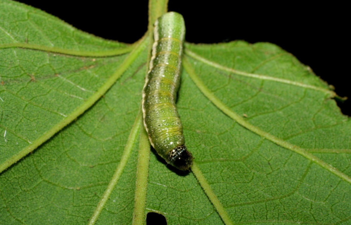 Figura 12. Detalle dorsal, <i>Syngria</i> druidariaDHJ01 (Uraniidae).(07-SRNP-58199-DHJ428653).