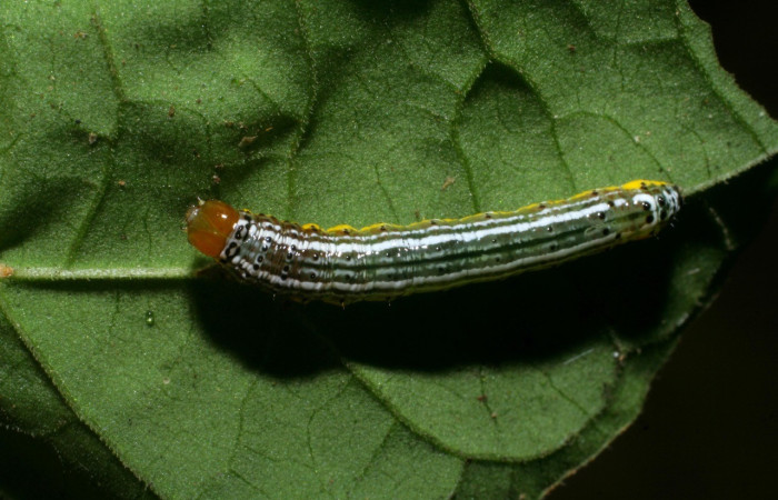 Figura 13. Detalle dorsal, <i>Syngria</i> druidariaDHJ02 (Uraniidae). (09-SRNP-30077-DHJ450833).