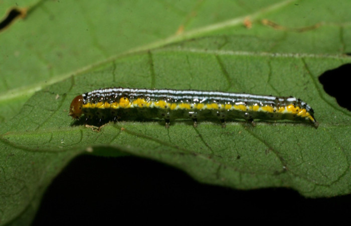 Figura 14. Detalle lateral, <i>Syngria</i> druidariaDHJ02 (Uraniidae). (09-SRNP-30077-DHJ450834).