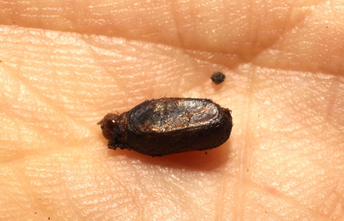 Figura 19. Detalle de parásito <i>Macrostomion</i> Janzen04, <i>Syngria</i> druidariaDHJ02 (Uraniidae). (10-SRNP-31875-DHJ498200).