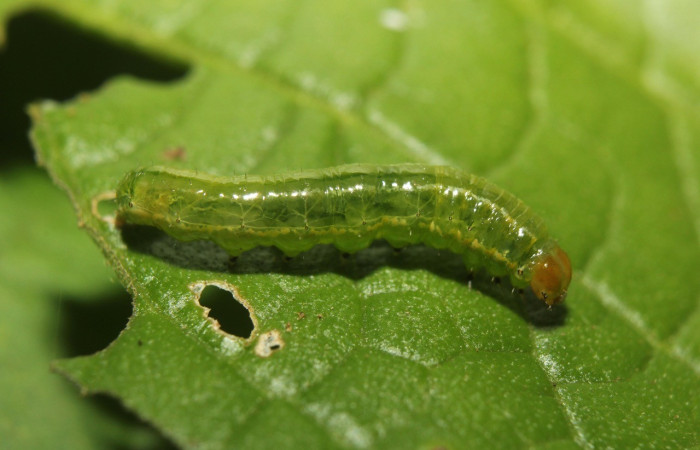 Figura 2. Detalle de sus primeros estadíos, <i>Syngria druidaria</i> (Uraniidae).(14-SRNP-71523-DHJ723819).