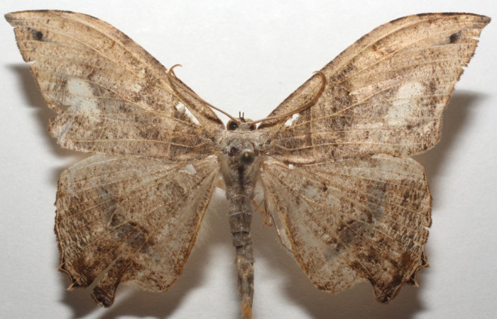 Figura 22. Adulto de(ventral), <i>Syngria</i> druidariaDHJ02 (Uraniidae). (17-SRNP-107753-DHJ700732).