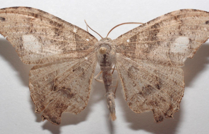 Figura 23. Adulto de(ventral), <i>Syngria</i> druidariaDHJ02 (Uraniidae). (18-SRNP-108064-DHJ709151).