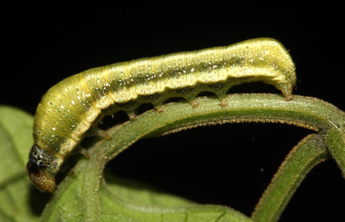 Figura 5. Detalle lateral entero, <i>Syngria druidaria</i> (Uraniidae).(18-SRNP-27463-DHJ731894).